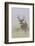 White-tail deer buck-Ken Archer-Framed Photographic Print