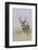 White-tail deer buck-Ken Archer-Framed Photographic Print