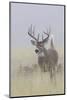 White-tail deer buck-Ken Archer-Mounted Photographic Print