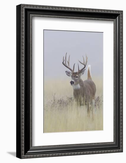 White-tail deer buck-Ken Archer-Framed Photographic Print