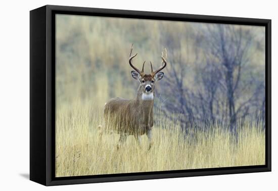 White-tail deer buck-Ken Archer-Framed Premier Image Canvas