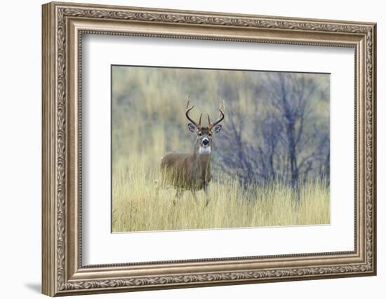 White-tail deer buck-Ken Archer-Framed Photographic Print