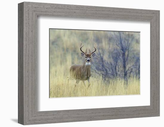 White-tail deer buck-Ken Archer-Framed Photographic Print