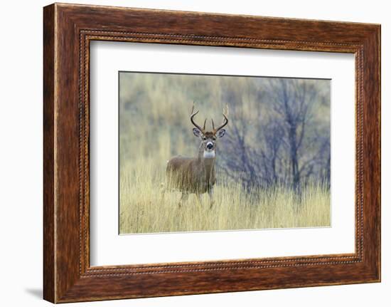 White-tail deer buck-Ken Archer-Framed Photographic Print