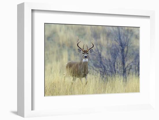 White-tail deer buck-Ken Archer-Framed Photographic Print