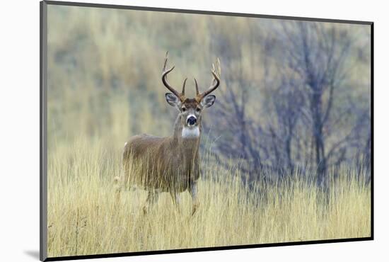 White-tail deer buck-Ken Archer-Mounted Photographic Print