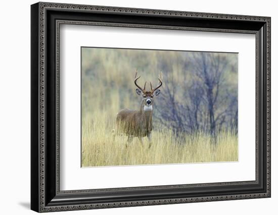 White-tail deer buck-Ken Archer-Framed Photographic Print