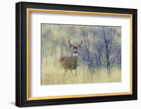 White-tail deer buck-Ken Archer-Framed Photographic Print