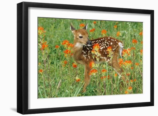 White-Tail Deer Fawn in Orange Paintbrush Wild-null-Framed Photographic Print