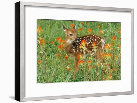 White-Tail Deer Fawn in Orange Paintbrush Wild-null-Framed Photographic Print