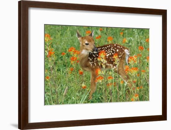 White-Tail Deer Fawn in Orange Paintbrush Wild-null-Framed Photographic Print