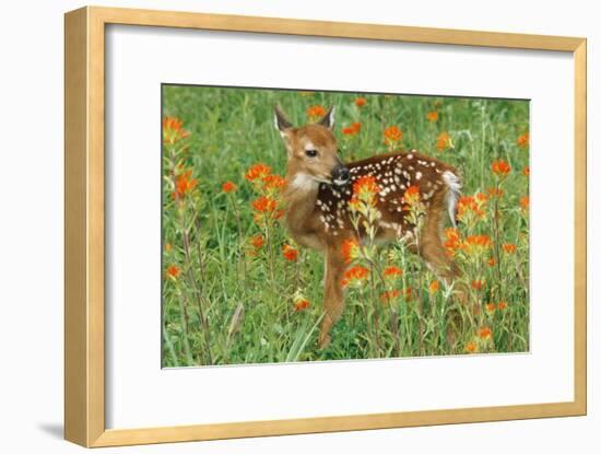 White-Tail Deer Fawn in Orange Paintbrush Wild-null-Framed Photographic Print