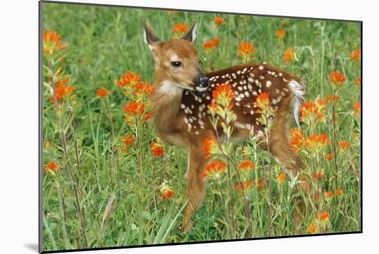 White-Tail Deer Fawn in Orange Paintbrush Wild-null-Mounted Photographic Print