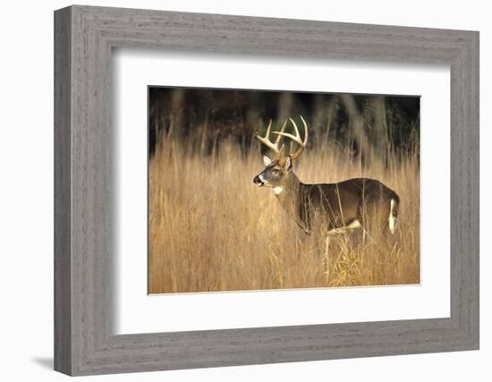 White-Tailed Deer 8-Point Buck in Field, Great Smoky Mountains National Park, Tennessee-Richard and Susan Day-Framed Photographic Print