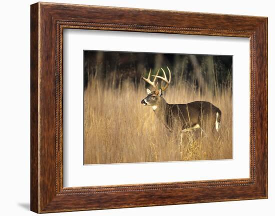 White-Tailed Deer 8-Point Buck in Field, Great Smoky Mountains National Park, Tennessee-Richard and Susan Day-Framed Photographic Print