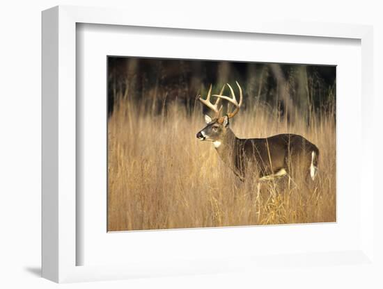 White-Tailed Deer 8-Point Buck in Field, Great Smoky Mountains National Park, Tennessee-Richard and Susan Day-Framed Photographic Print