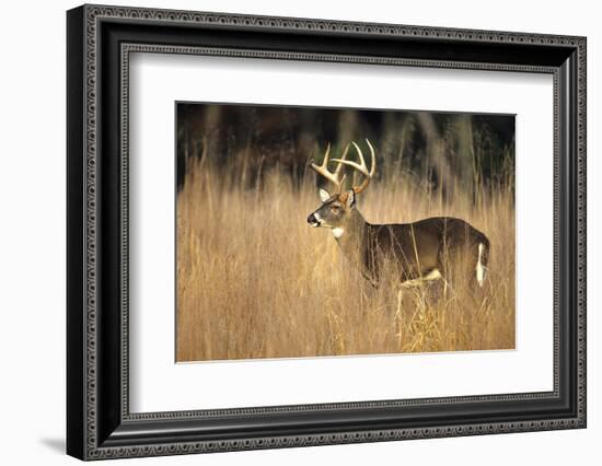 White-Tailed Deer 8-Point Buck in Field, Great Smoky Mountains National Park, Tennessee-Richard and Susan Day-Framed Photographic Print