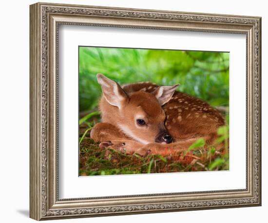 White-tailed Deer Baby, Kentucky-Adam Jones-Framed Photographic Print