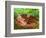 White-tailed Deer Baby, Kentucky-Adam Jones-Framed Photographic Print