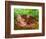 White-tailed Deer Baby, Kentucky-Adam Jones-Framed Photographic Print