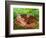 White-tailed Deer Baby, Kentucky-Adam Jones-Framed Photographic Print