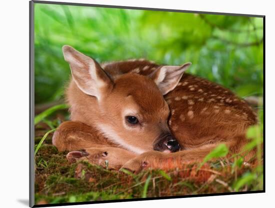 White-tailed Deer Baby, Kentucky-Adam Jones-Mounted Photographic Print