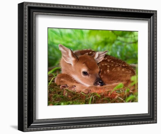 White-tailed Deer Baby, Kentucky-Adam Jones-Framed Photographic Print