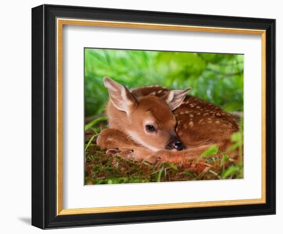 White-tailed Deer Baby, Kentucky-Adam Jones-Framed Photographic Print