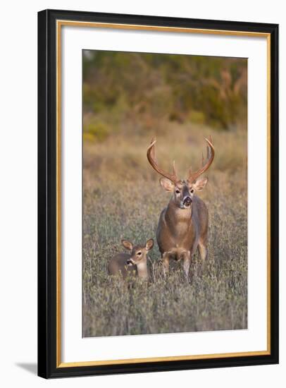 White-Tailed Deer Buck and Fawn in Field, Texas, USA-Larry Ditto-Framed Photographic Print