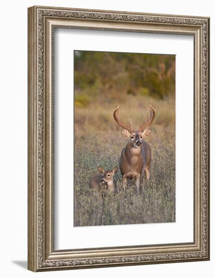 White-Tailed Deer Buck and Fawn in Field, Texas, USA-Larry Ditto-Framed Photographic Print