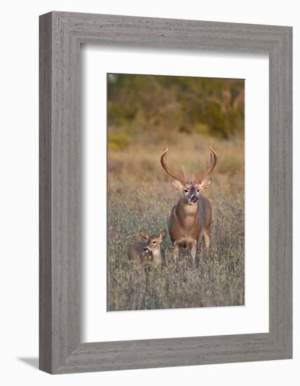 White-Tailed Deer Buck and Fawn in Field, Texas, USA-Larry Ditto-Framed Photographic Print