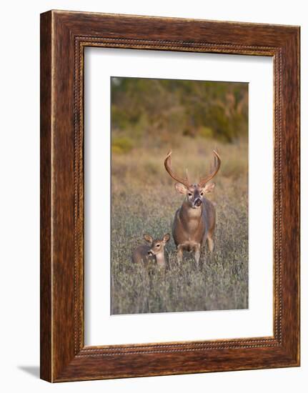 White-Tailed Deer Buck and Fawn in Field, Texas, USA-Larry Ditto-Framed Photographic Print