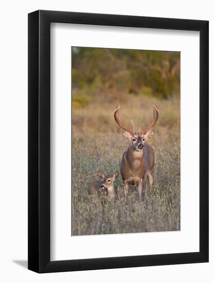 White-Tailed Deer Buck and Fawn in Field, Texas, USA-Larry Ditto-Framed Photographic Print