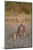 White-Tailed Deer Buck and Fawn in Field, Texas, USA-Larry Ditto-Mounted Photographic Print