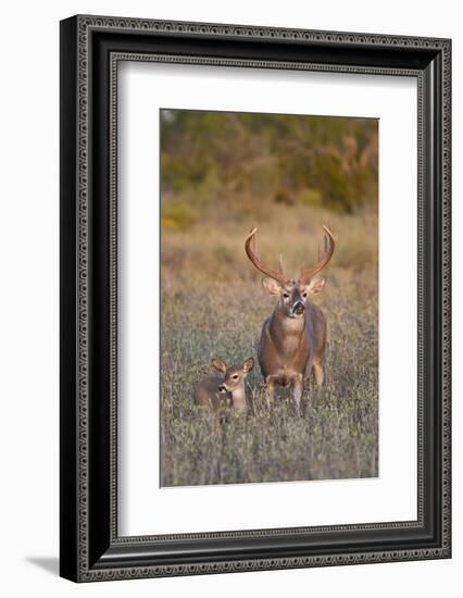 White-Tailed Deer Buck and Fawn in Field, Texas, USA-Larry Ditto-Framed Photographic Print