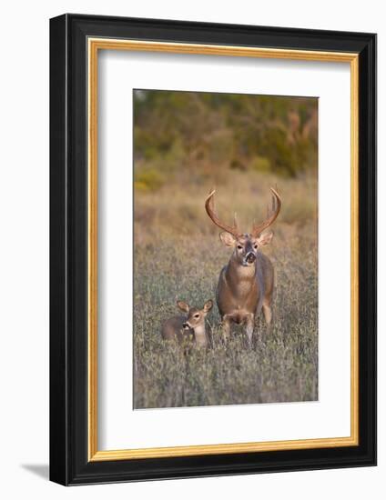 White-Tailed Deer Buck and Fawn in Field, Texas, USA-Larry Ditto-Framed Photographic Print