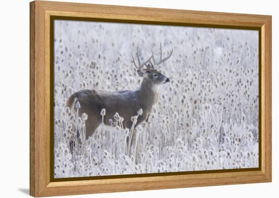 White-tailed deer buck frosty winter morning.-Ken Archer-Framed Premier Image Canvas