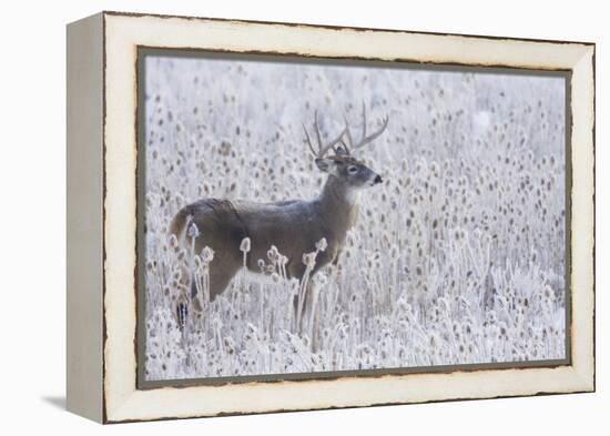 White-tailed deer buck frosty winter morning.-Ken Archer-Framed Premier Image Canvas