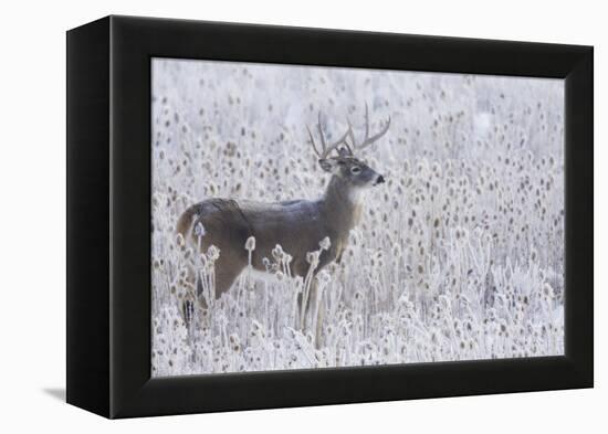 White-tailed deer buck frosty winter morning.-Ken Archer-Framed Premier Image Canvas