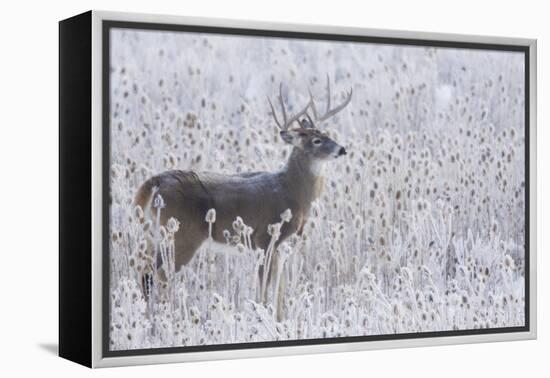 White-tailed deer buck frosty winter morning.-Ken Archer-Framed Premier Image Canvas