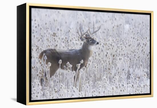 White-tailed deer buck frosty winter morning.-Ken Archer-Framed Premier Image Canvas