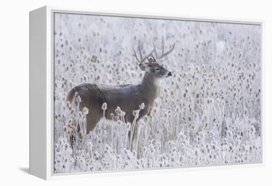 White-tailed deer buck frosty winter morning.-Ken Archer-Framed Premier Image Canvas