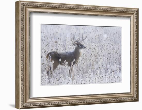 White-tailed deer buck frosty winter morning.-Ken Archer-Framed Photographic Print