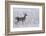 White-tailed deer buck frosty winter morning.-Ken Archer-Framed Photographic Print