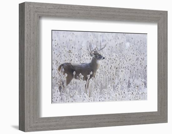 White-tailed deer buck frosty winter morning.-Ken Archer-Framed Photographic Print