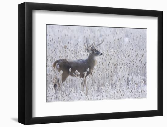 White-tailed deer buck frosty winter morning.-Ken Archer-Framed Photographic Print