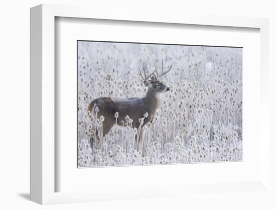 White-tailed deer buck frosty winter morning.-Ken Archer-Framed Photographic Print