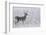 White-tailed deer buck frosty winter morning.-Ken Archer-Framed Photographic Print