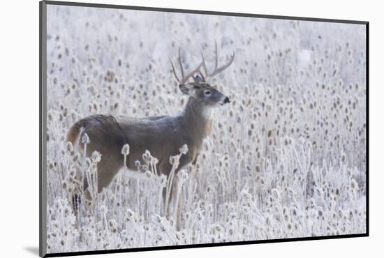 White-tailed deer buck frosty winter morning.-Ken Archer-Mounted Photographic Print