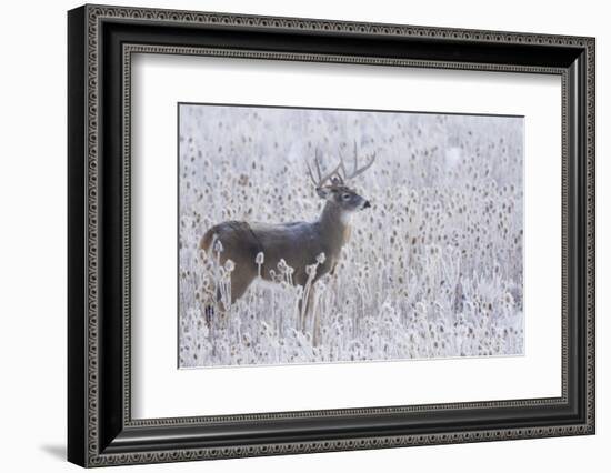 White-tailed deer buck frosty winter morning.-Ken Archer-Framed Photographic Print